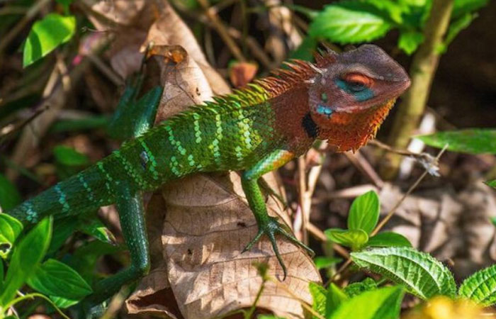 Sinharaja Rainforest Trekking Tour - 1 Night 2 Days