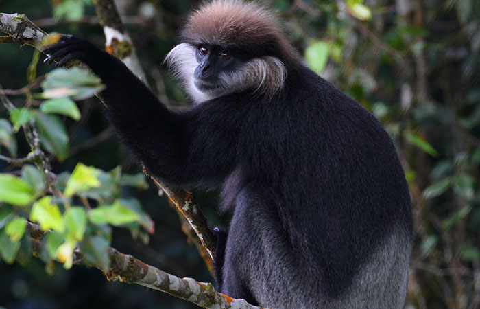 Sinharaja Rainforest Trekking Tour - 1 Night 2 Days