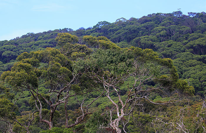Sinharaja Rainforest Trekking Tour - 1 Night 2 Days
