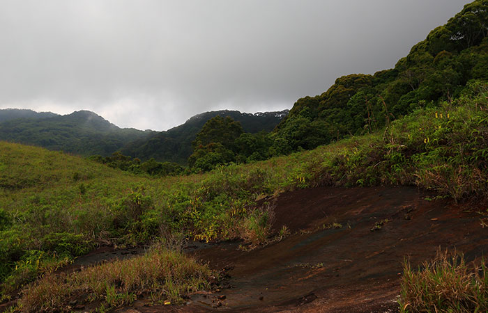Sinharaja Rainforest Trekking Tour - 1 Night 2 Days