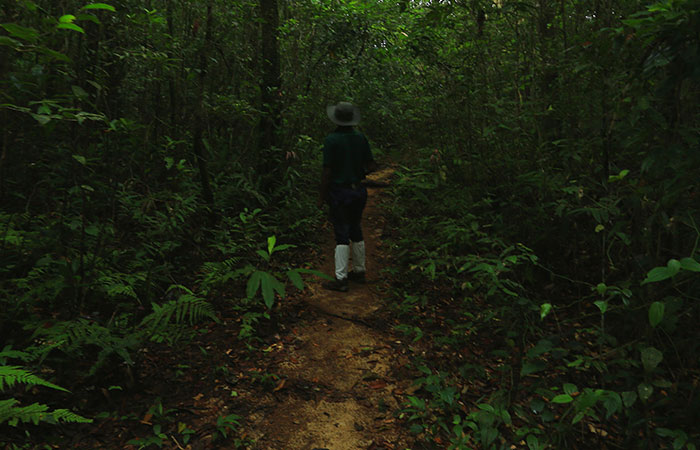 Sinharaja Rainforest Trekking Tour - 1 Night 2 Days