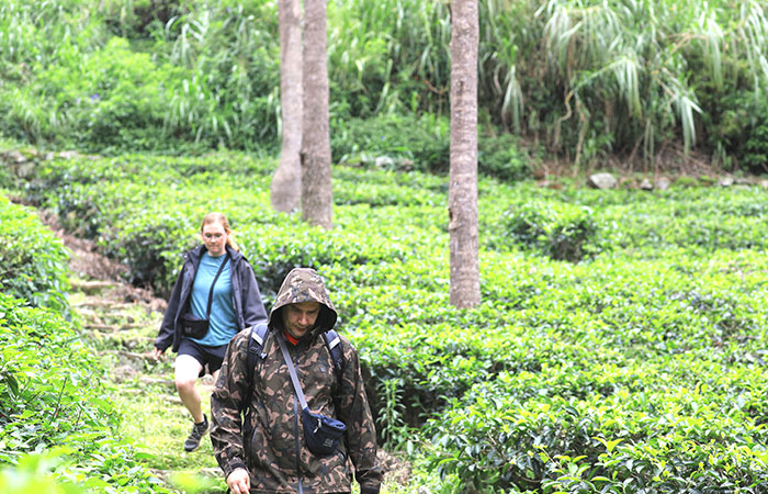 Tea estate Trekking Tour from Haputale to Bandarawela