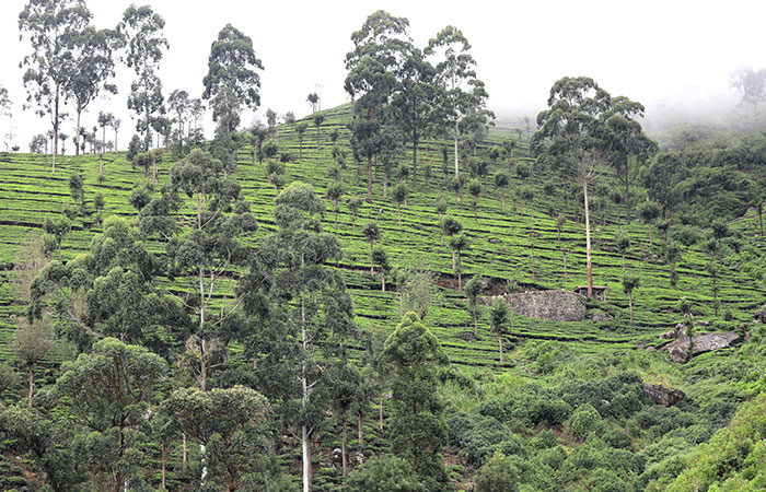Tea estate Trekking Tour from Haputale to Bandarawela
