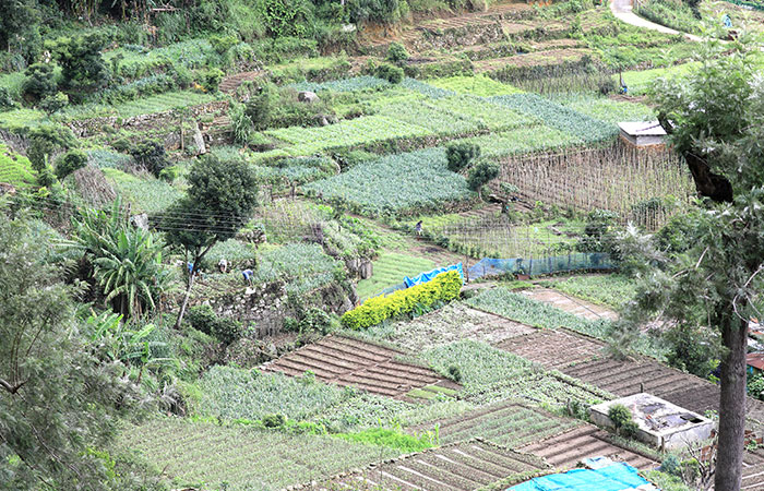 Tea estate Trekking Tour from Haputale to Bandarawela