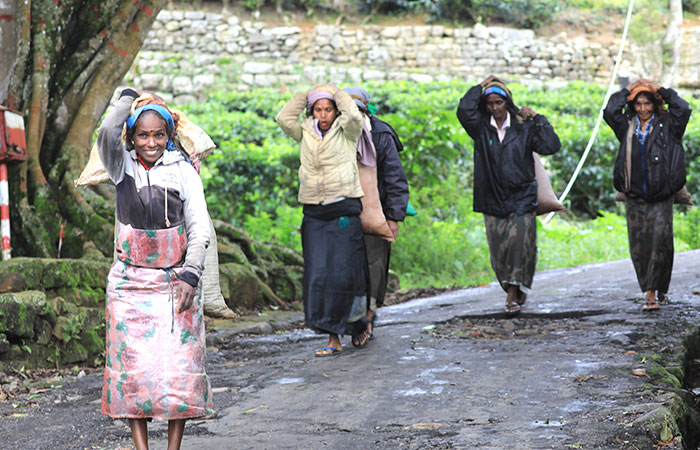 Tea estate Trekking Tour from Haputale to Bandarawela