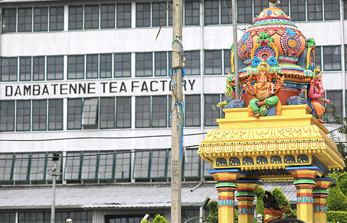Tea estate Trekking Tour from Haputale to Bandarawela