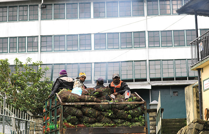Tea estate Trekking Tour from Haputale to Bandarawela