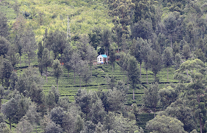 Tea estate Trekking Tour from Haputale to Bandarawela