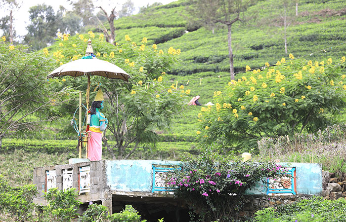 Tea estate Trekking Tour from Haputale to Bandarawela