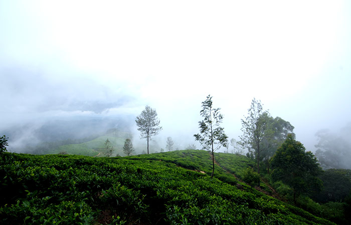Pekoe Trail Trekking Tour with stage 12 and Bambarakanda Waterfall