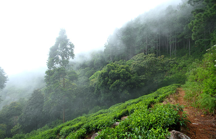 Pekoe Trail Trekking Tour with stage 12 and Bambarakanda Waterfall