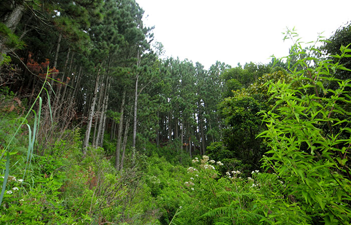 Pekoe Trail Trekking Tour with stage 12 and Bambarakanda Waterfall