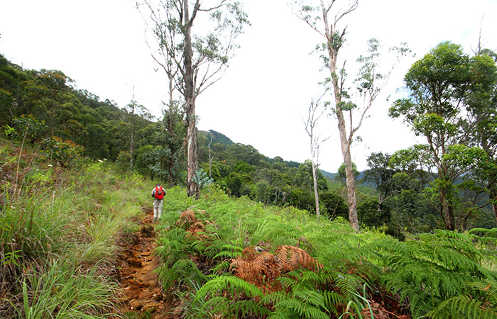Pekoe Trail Trekking Tour with stage 12 and Bambarakanda Waterfall