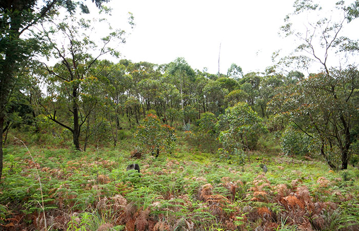 Pekoe Trail Trekking Tour with stage 12 and Bambarakanda Waterfall