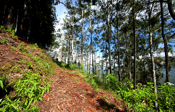 Pekoe Trail Trekking Tour with stage 12 and Bambarakanda Waterfall