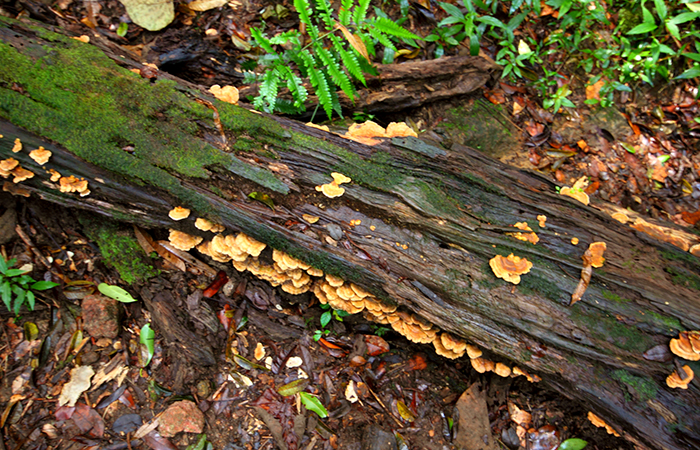 Pekoe Trail Trekking Tour with stage 12 and Bambarakanda Waterfall