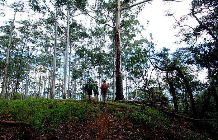 Pekoe Trail Trekking Tour with stage 12 and Bambarakanda Waterfall