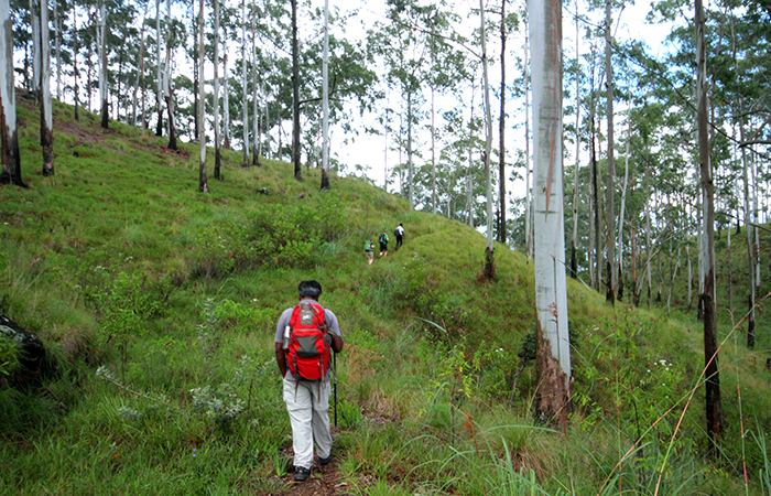Pekoe Trail Trekking Tour with stage 12 and Bambarakanda Waterfall