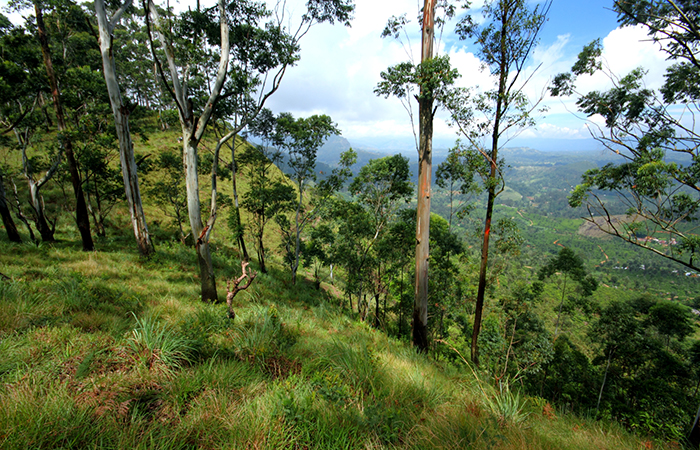 Pekoe Trail Trekking Tour with stage 12 and Bambarakanda Waterfall