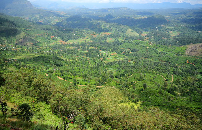 Pekoe Trail Trekking Tour with stage 12 and Bambarakanda Waterfall