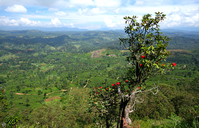 Pekoe Trail Trekking Tour with stage 12 and Bambarakanda Waterfall