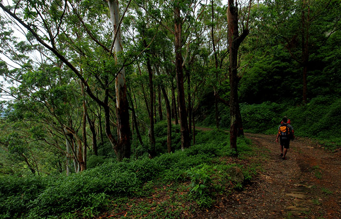Pekoe Trail Trekking Tour with stage 12 and Bambarakanda Waterfall