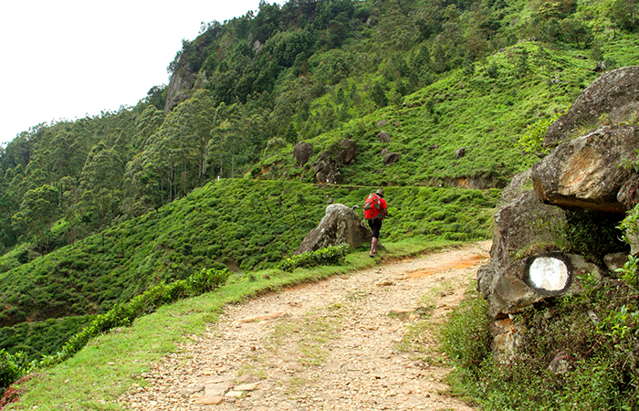 Pekoe Trail Trekking Tour with stage 12 and Bambarakanda Waterfall