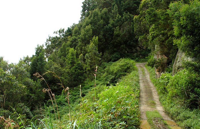 Pekoe Trail Trekking Tour with stage 12 and Bambarakanda Waterfall