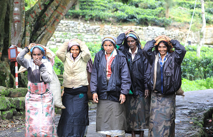 Pekoe Trail Trekking Tour with stage 12 and Bambarakanda Waterfall