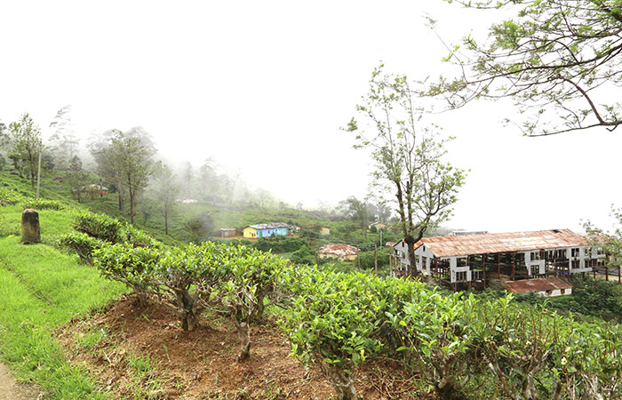 Trekking Tour from Nuwara Eliya to Ella