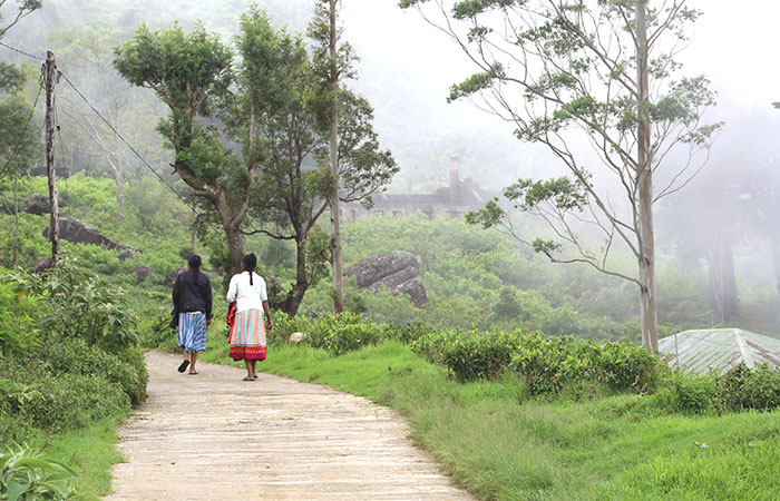 Trekking Tour from Nuwara Eliya to Ella