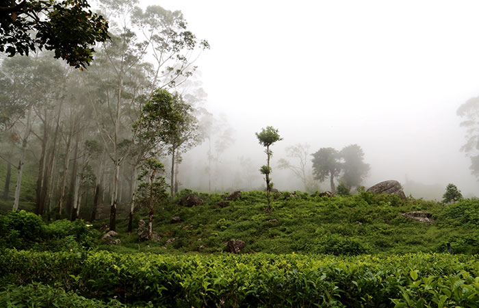 Trekking Tour from Nuwara Eliya to Ella