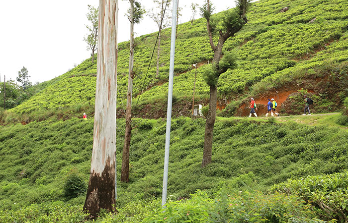 Trekking Tour from Nuwara Eliya to Ella