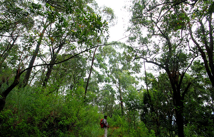 Trekking Tour from Nuwara Eliya to Ella