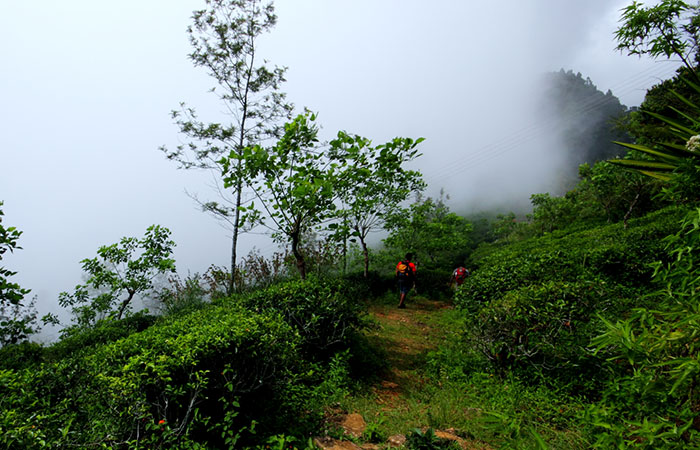 Trekking Tour from Nuwara Eliya to Ella