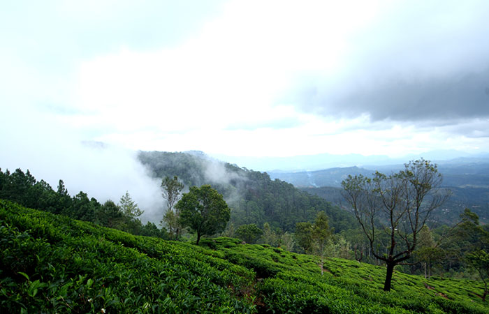 Trekking Tour from Nuwara Eliya to Ella