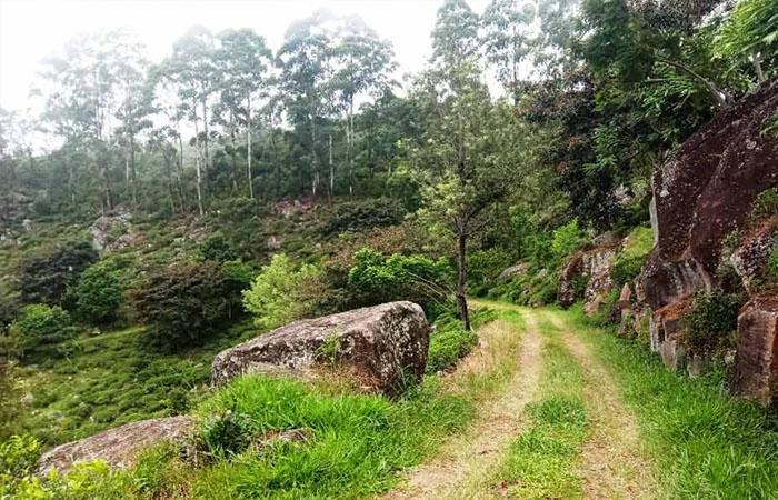 Trekking Tour from Nuwara Eliya to Ella