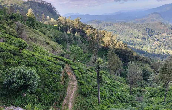Trekking Tour from Nuwara Eliya to Ella