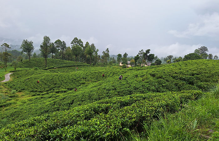 Trekking Tour from Nuwara Eliya to Ella