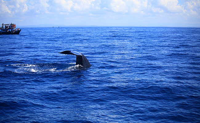 Whale & Dolphin Watching Tours in Mirissa
