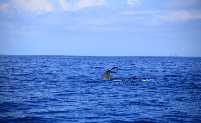Whale & Dolphin Watching Tours in Mirissa