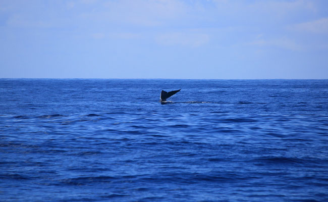 Whale & Dolphin Watching Tours in Mirissa