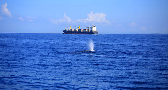 Whale & Dolphin Watching Tours in Mirissa