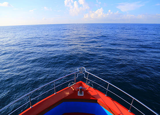 Whale & Dolphin Watching Tours in Mirissa