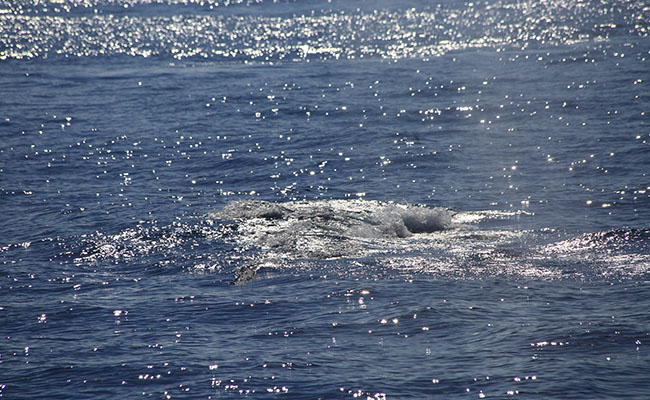 Whale & Dolphin Watching Tours in Mirissa
