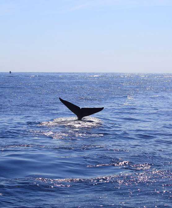 Whale & Dolphin Watching Tours in Mirissa