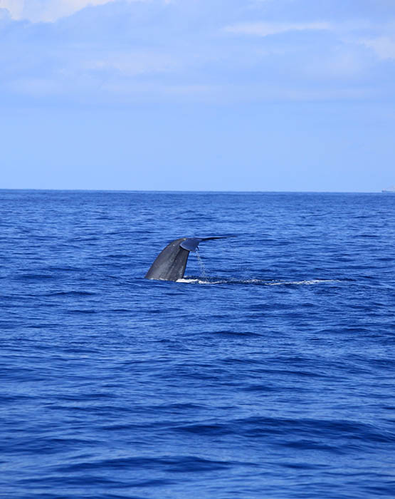 Whale & Dolphin Watching Tours in Mirissa