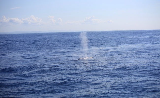 Whale & Dolphin Watching Tours in Mirissa