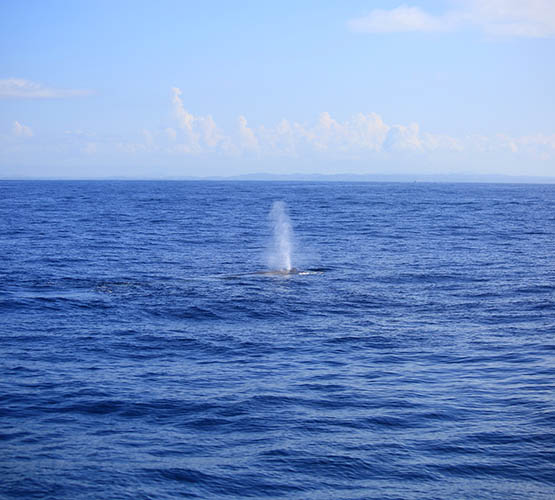 Whale & Dolphin Watching Tours in Mirissa