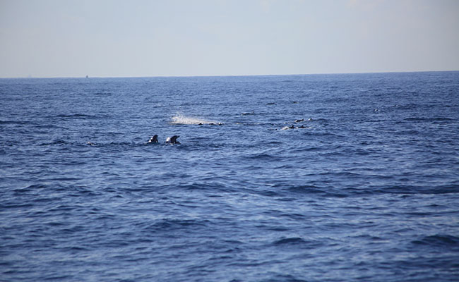 Whale & Dolphin Watching Tours in Mirissa